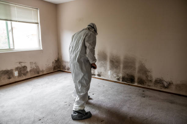 Jacksonville, TX Mold Removal Company