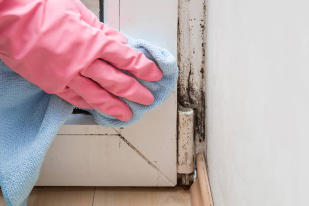 Best Water Damage Restoration  in Jacksonville, TX